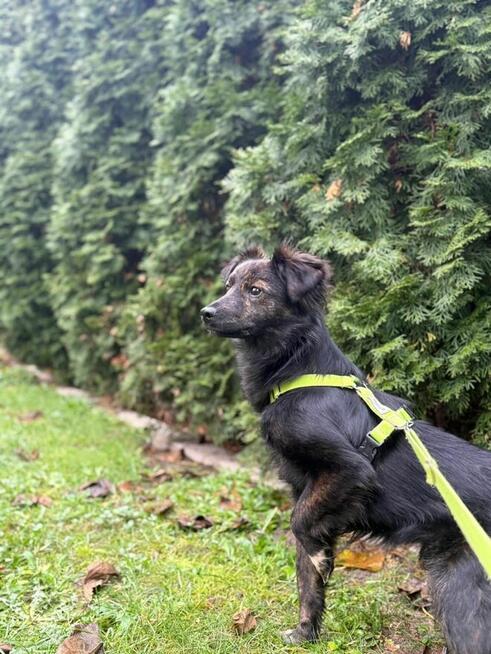 OREO młody piesek szuka domu