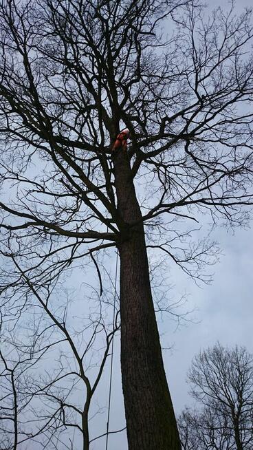 Wycinka drzew oraz krzewów
