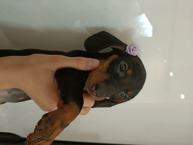 Jamnik, jamniki, sunia, jamniczka