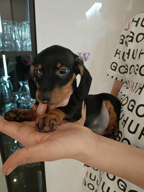 Jamnik, jamniki, sunia, jamniczka