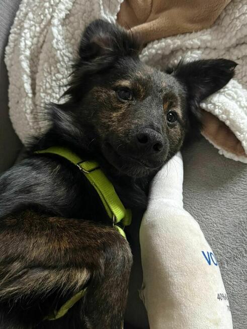 OREO młody piesek szuka domu