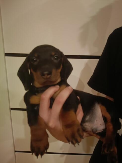 Jamnik, jamniki, sunia, jamniczka