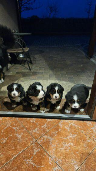 Berneński Pies Pasterski szczeniak oddam