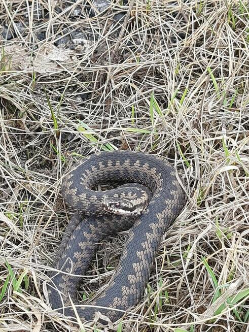 Wycinka drzew oraz krzewów