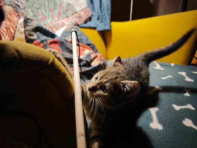 Kocurki dachowce kotki domowe małe kot do adopcji darmo