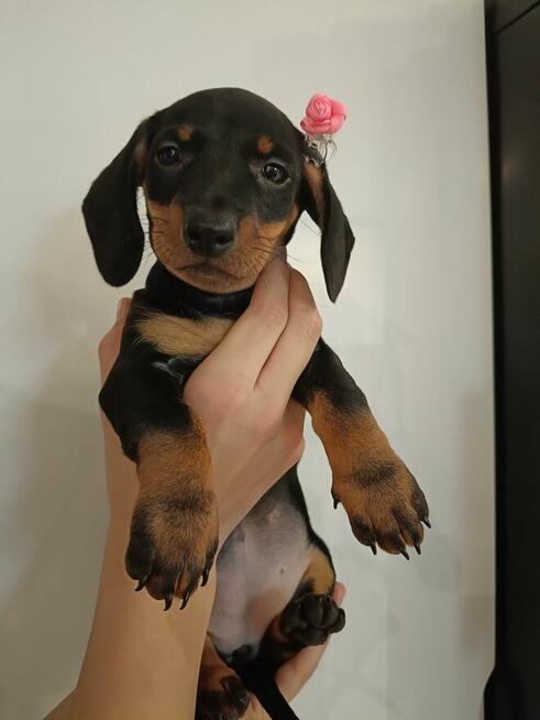 Jamnik, jamniki, sunia, jamniczka