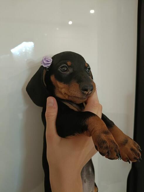 Jamnik, jamniki, sunia, jamniczka