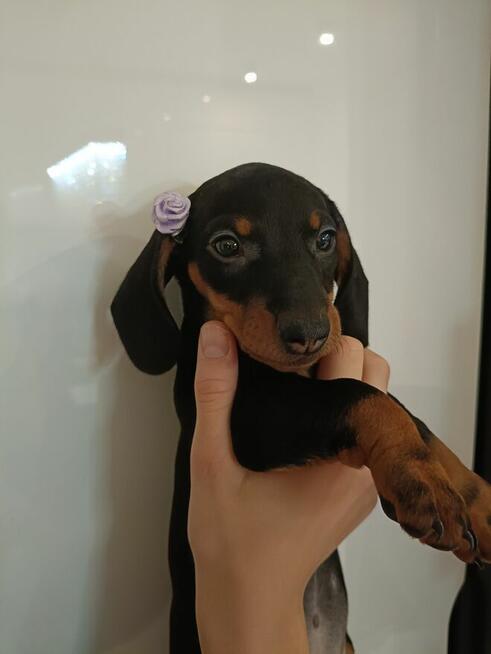 Jamnik, jamniki, sunia, jamniczka