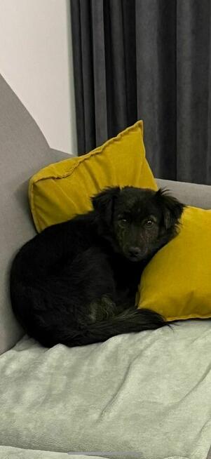 OREO młody piesek szuka domu