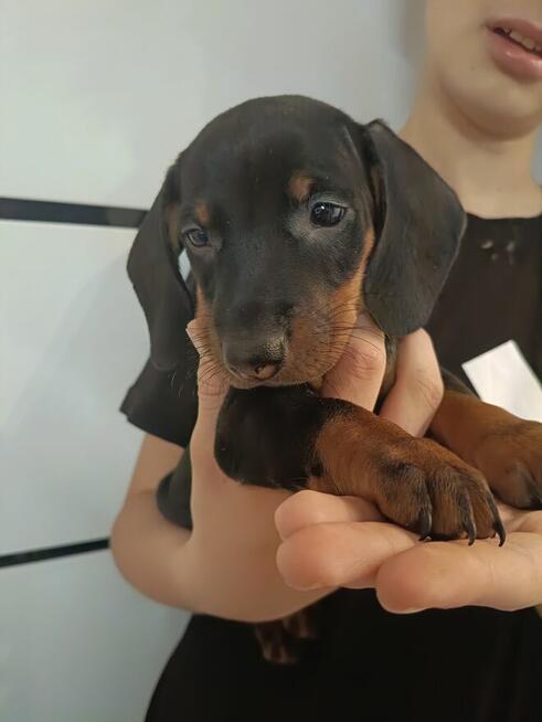 Jamnik, jamniki, sunia, jamniczka