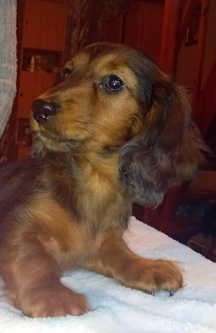 Jamniki długowłose miniaturowe i królicze