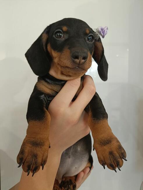 Jamnik, jamniki, sunia, jamniczka