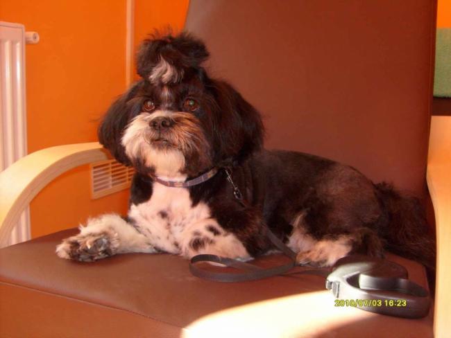 Strzyżenie psów w Rudzie Śląskiej