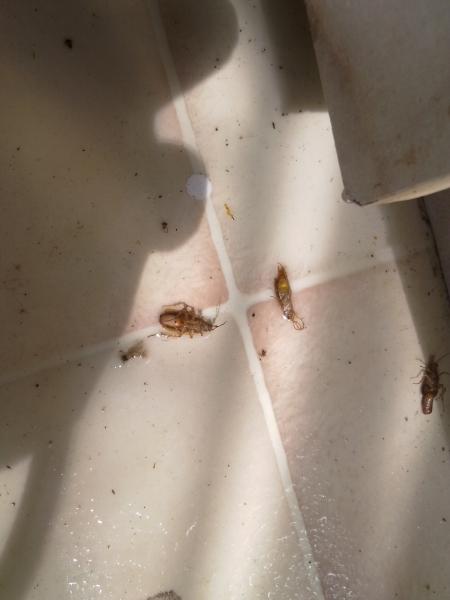 Deratyzacja, Dezynfekcja Dezynsekcja