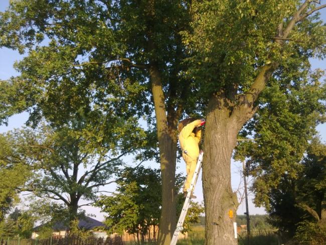 Deratyzacja, Dezynfekcja Dezynsekcja