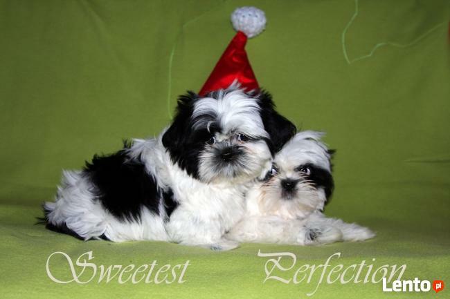 SHIH TZU-szczenięta z rodowodem ZKWP- FCI