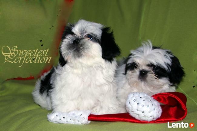 SHIH TZU-szczenięta z rodowodem ZKWP- FCI