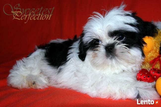 SHIH TZU-szczenięta z rodowodem ZKWP- FCI