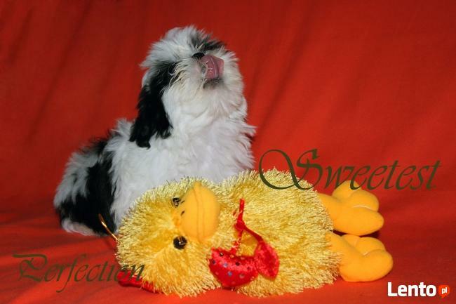 SHIH TZU-szczenięta z rodowodem ZKWP- FCI
