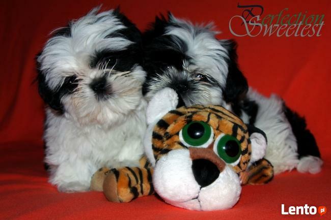 SHIH TZU-szczenięta z rodowodem ZKWP- FCI