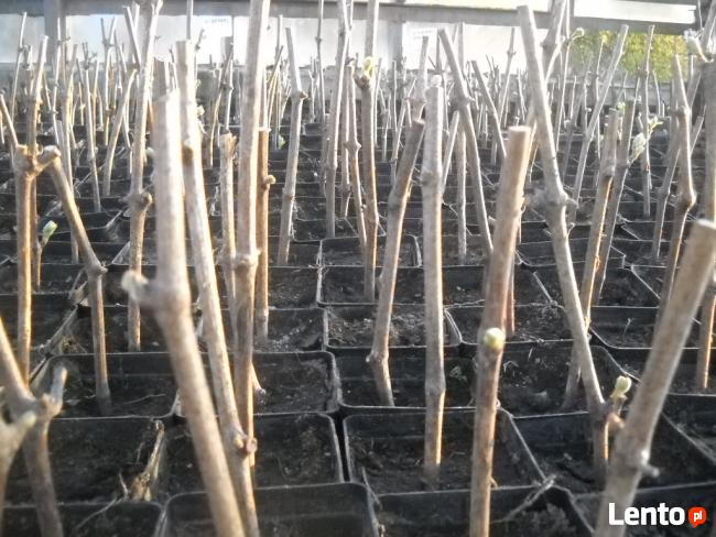 Sadzonki winorośli winogron winnica Kraków Wieliczka Bochnia