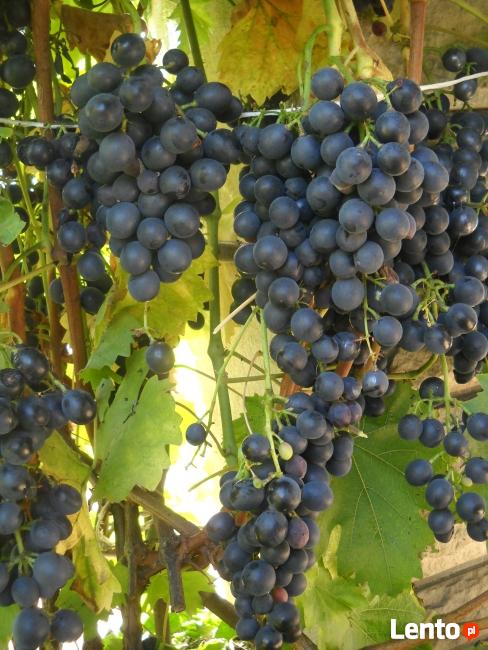 Sadzonki winorośli winogron winnica Kraków Wieliczka Bochnia