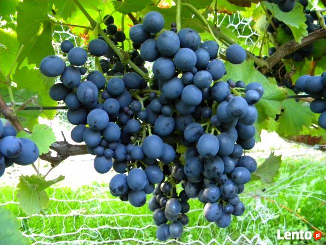 Sadzonki winorośli winogron winnica Kraków Wieliczka Bochnia