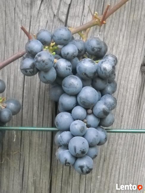 Sadzonki winorośli winogron winnica Kraków Wieliczka Bochnia