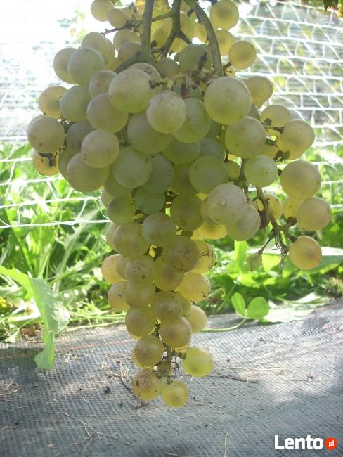 Sadzonki winorośli winogron winnica Kraków Wieliczka Bochnia