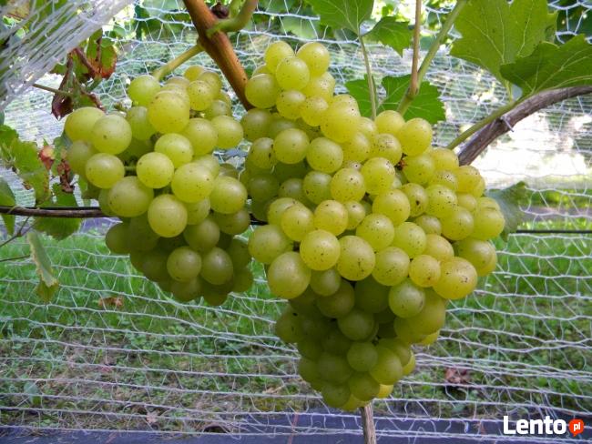 Sadzonki winorośli winogron winnica Kraków Wieliczka Bochnia