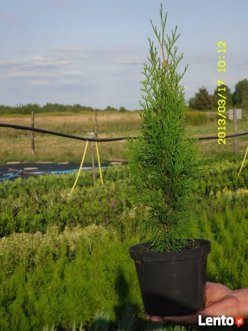 thuja tuja szmaragd 6,50 hurt najtaniej