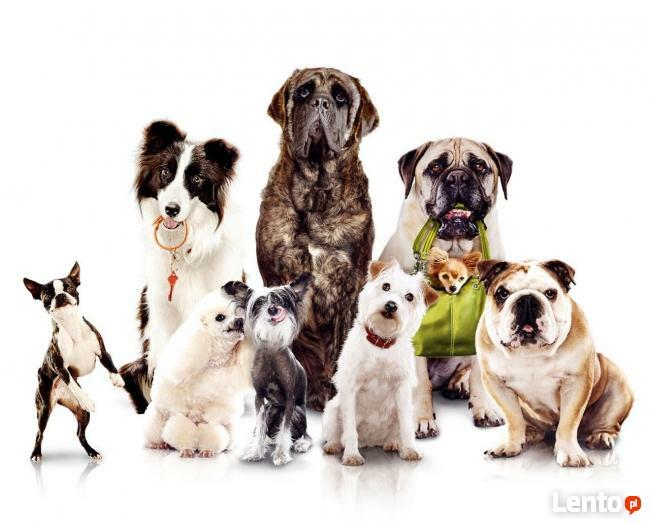 Domowy Psi Hotel dla psów Hostel Święta Wyjazdy Urlopy