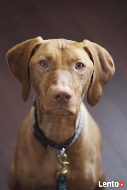 Szkolenie psów Lubin - Szkoła Dla Psów Lubin, tresura psa