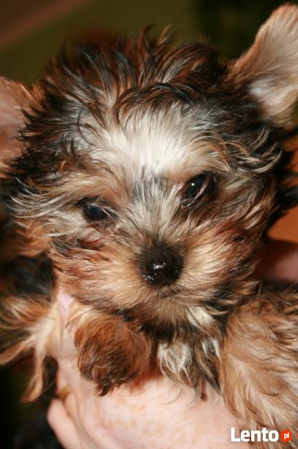 mini yorki, yorkshire-reproduktor