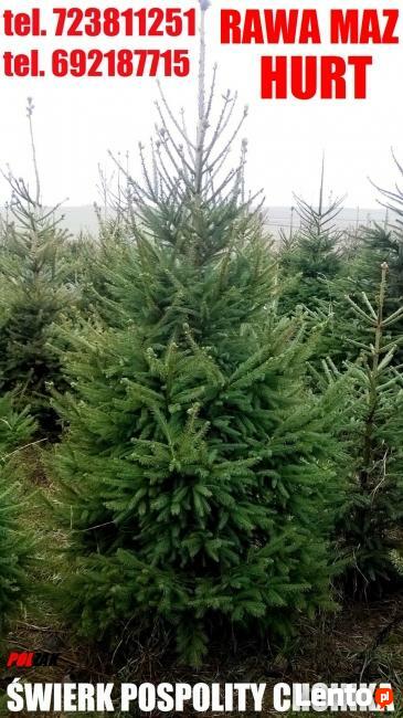 Choinka ŚWIERK Srebrny CHOINKI ŚWIERKI Rawa Maz Skierniewice