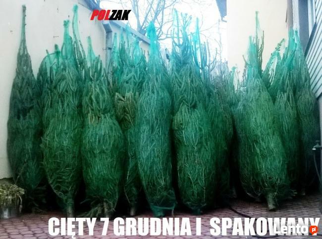CHOINKA ŚWIERK zwykły CHOINKI ŚWIERKI CIĘTE HURT łódzkie