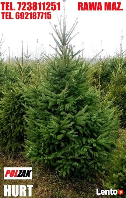 Choinka ŚWIERK Srebrny CHOINKI ŚWIERKI Rawa Maz Skierniewice