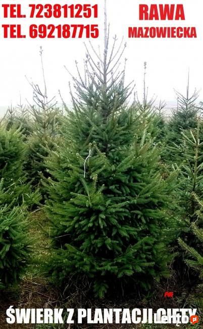 Choinka ŚWIERK Srebrny CHOINKI ŚWIERKI Rawa Maz Skierniewice