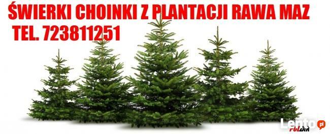 CHOINKA ŚWIERK CHOINKI ŚWIERKI CIĘTE HURT mazowieckie