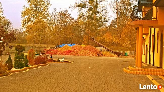 Skup jabłek przemysłowych