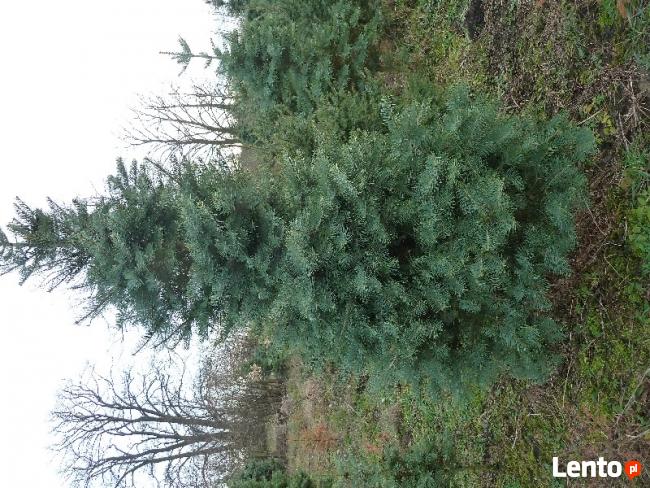 choinki sosna czarna , świerki i jodły cięte lub do nasadzeń
