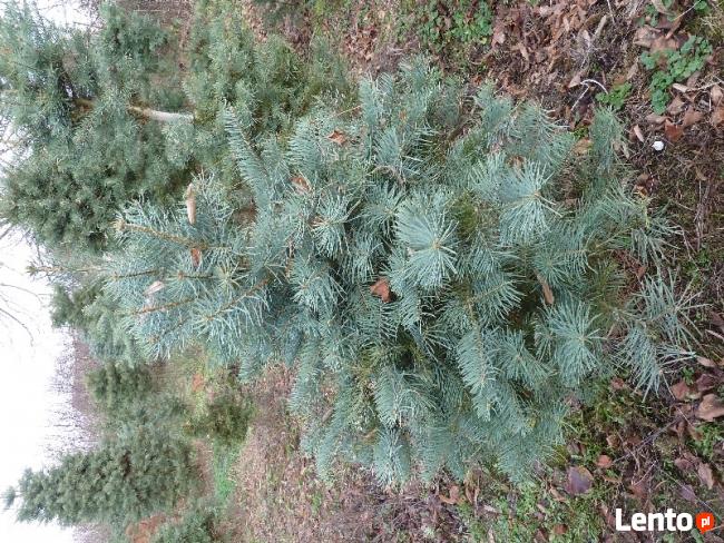 choinki sosna czarna , świerki i jodły cięte lub do nasadzeń