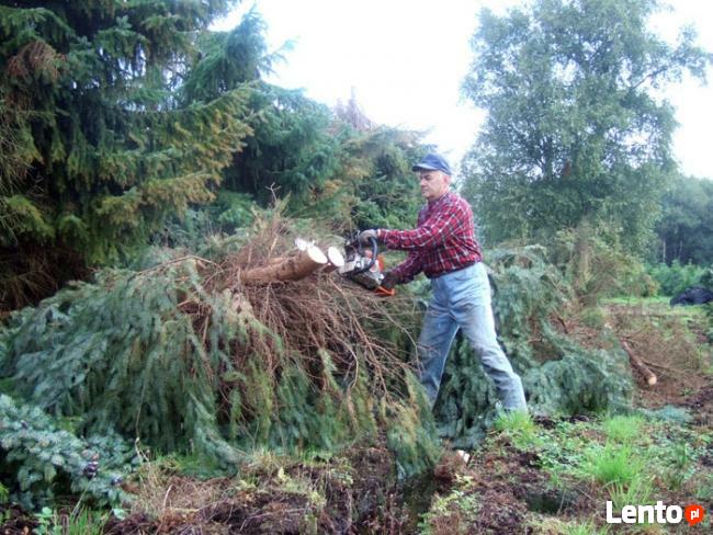 WYCINKA DRZEW - karczowanie terenu - poznań i okolice
