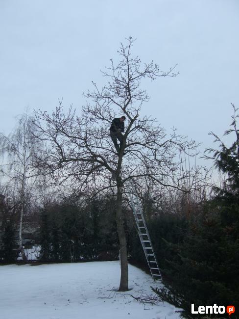 Wycinka orzechów, jabłoni i innych drzew owocowych!