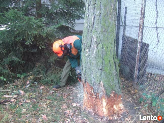 Wycinka orzechów, jabłoni i innych drzew owocowych!