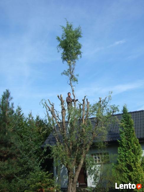 Wycinka orzechów, jabłoni i innych drzew owocowych!