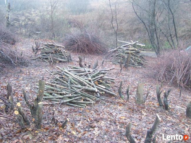 WYCINKA DRZEW - karczowanie terenu - poznań i okolice