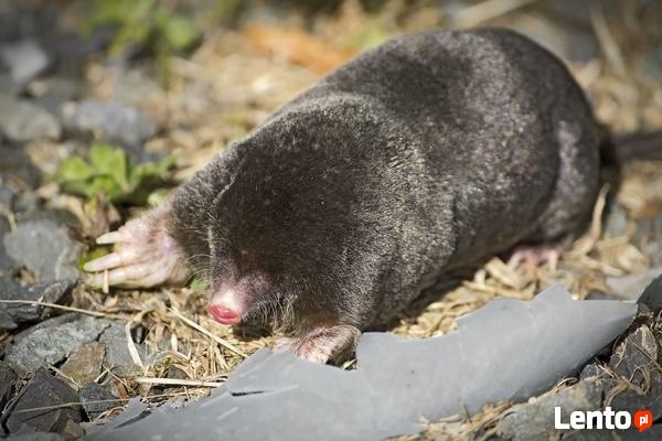 Dezynfekcja Dezynsekcja Deratyzacja - 606-692-449 opolskie