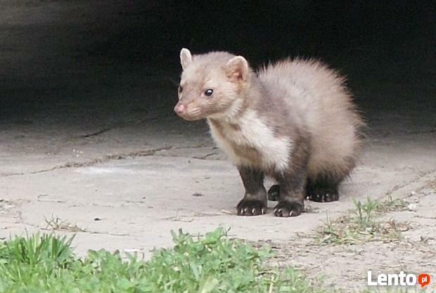 Dezynfekcja Dezynsekcja Deratyzacja - 606-692-449 opolskie