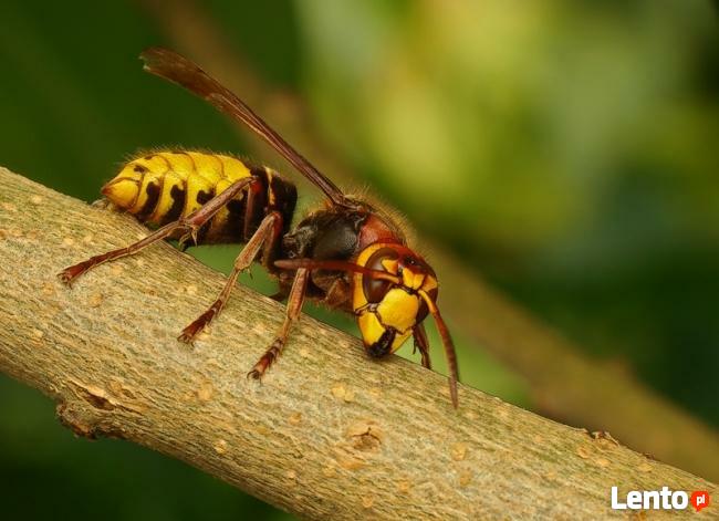 Dezynfekcja Dezynsekcja Deratyzacja - 606-692-449 opolskie